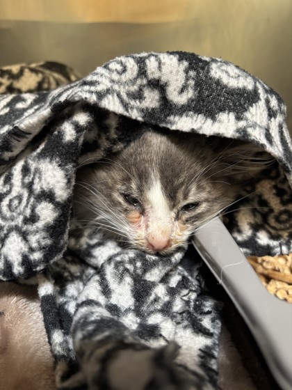 Shelter Stray Female Cat last seen Near Locust St, Oakland, CA, 1101 29th Ave, Oakland, CA 94601, USA