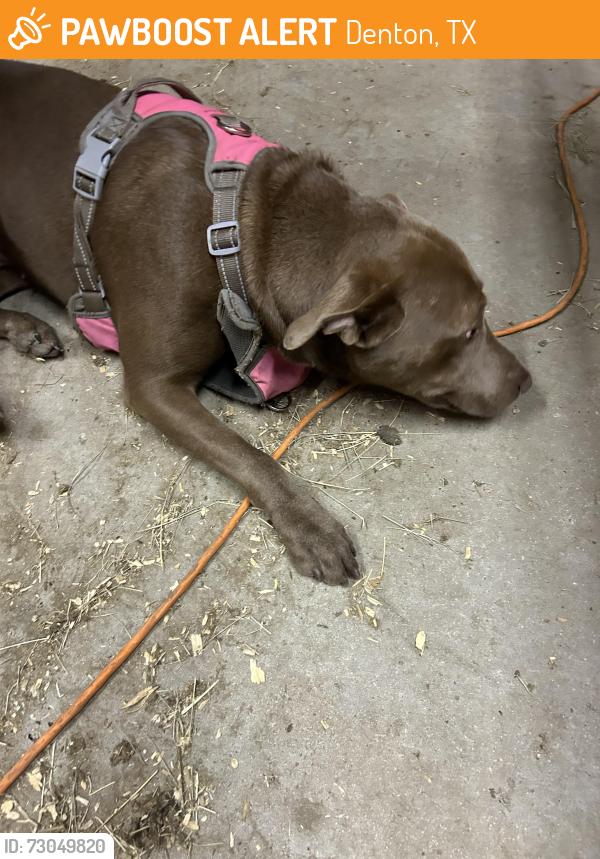 Found/Stray Female Dog last seen Roselawn cemetery , Denton, TX 76205
