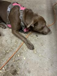 Found/Stray Female Dog last seen Roselawn cemetery , Denton, TX 76205