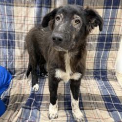 Shelter Stray Female Dog last seen F&B/ 2818, Texas A&M University, TX, 5359 Leonard Rd, Bryan, TX 77807, USA