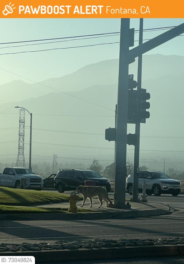 Found/Stray Unknown Dog last seen Cherry / Baseline. Heading past Shell/Wendys, Fontana, CA 92336