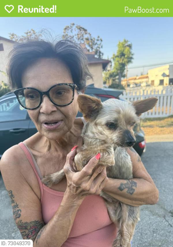 Reunited Female Dog last seen Hacienda Blvd and Gale, Hacienda Heights, CA 91745