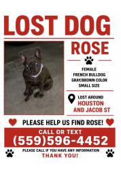 Lost Female Dog last seen Houston and Jacob st, Visalia, CA 93291