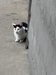 Found/Stray Unknown Cat last seen 61ST 12TH AVE S, Minneapolis, MN 55417