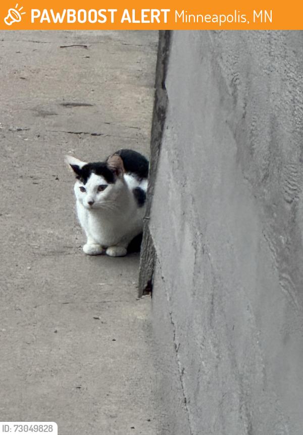 Found/Stray Unknown Cat last seen 61ST 12TH AVE S, Minneapolis, MN 55417