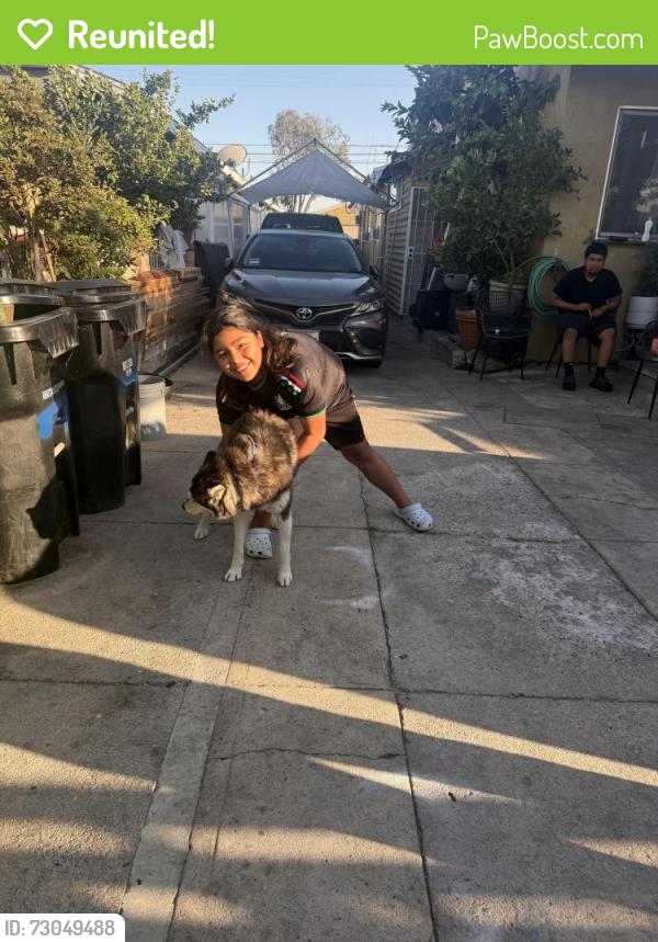 Reunited Unknown Dog last seen Figueroa and Imperial , Los Angeles, CA 90061
