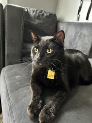 Lost Male Cat last seen Bel-ray Dr, Belton, MO 64012