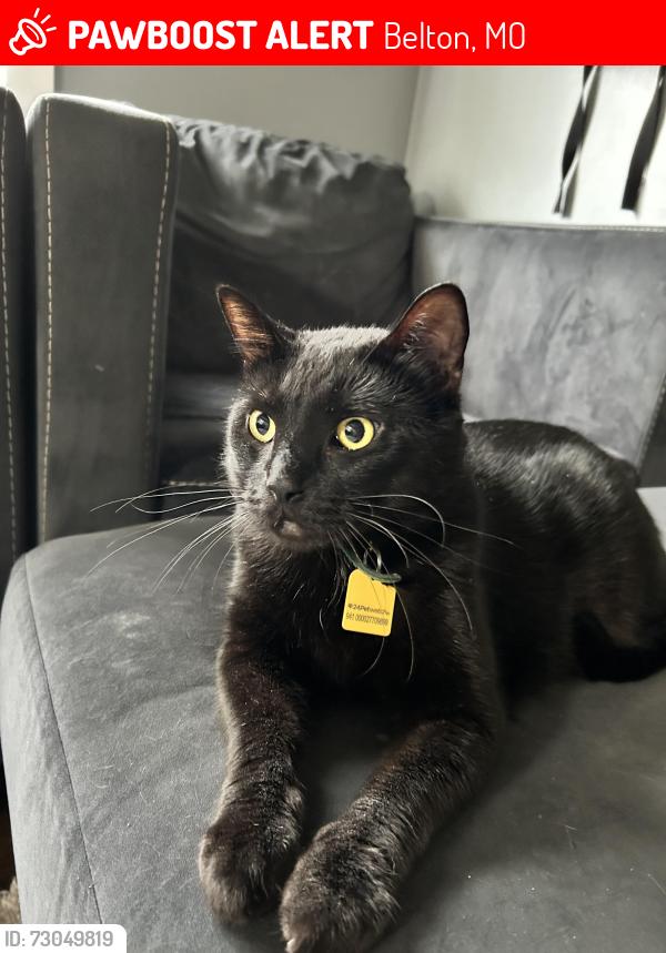 Lost Male Cat last seen Bel-ray Dr, Belton, MO 64012