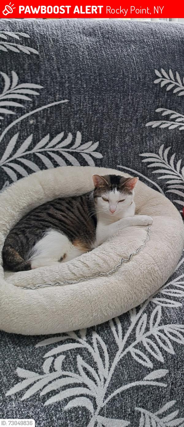 Lost Female Cat last seen Overhill Road & Hillcrest Road, Rocky Point, NY 11778