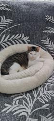 Lost Female Cat last seen Overhill Road & Hillcrest Road, Rocky Point, NY 11778