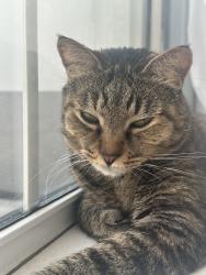 Lost Female Cat last seen Bayberry Lakes Blvd and International Tennis Dr, Daytona Beach, FL 32124