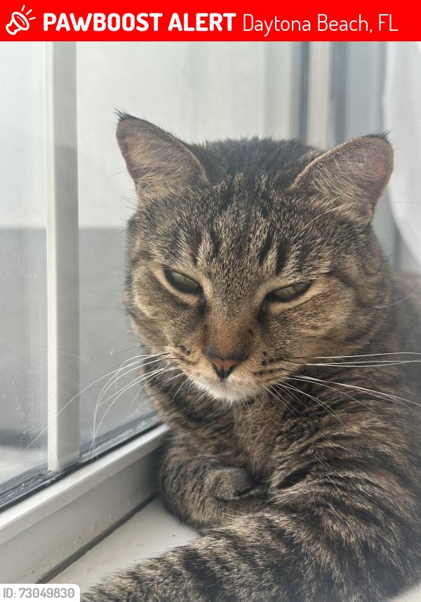 Lost Female Cat last seen Bayberry Lakes Blvd and International Tennis Dr, Daytona Beach, FL 32124