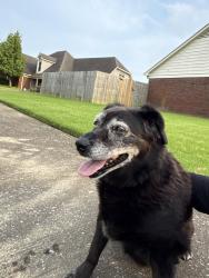 Found/Stray Female Dog last seen Stonetrace Drive, Bartlett, TN 38135