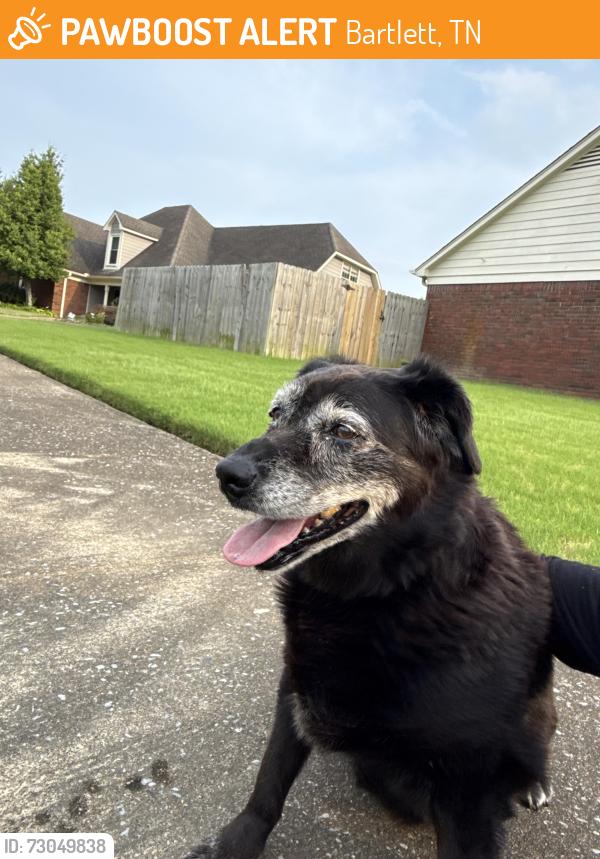 Found/Stray Female Dog last seen Stonetrace Drive, Bartlett, TN 38135