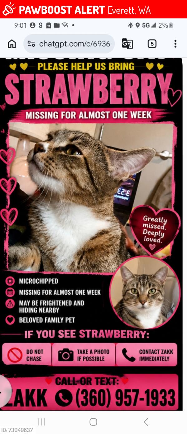 Lost Female Cat last seen Am pm 112th and evergreen. Oriellys across the street from.becu bank., Everett, WA 98204
