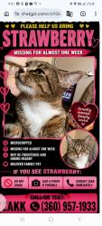 Lost Female Cat last seen Am pm 112th and evergreen. Oriellys across the street from.becu bank., Everett, WA 98204