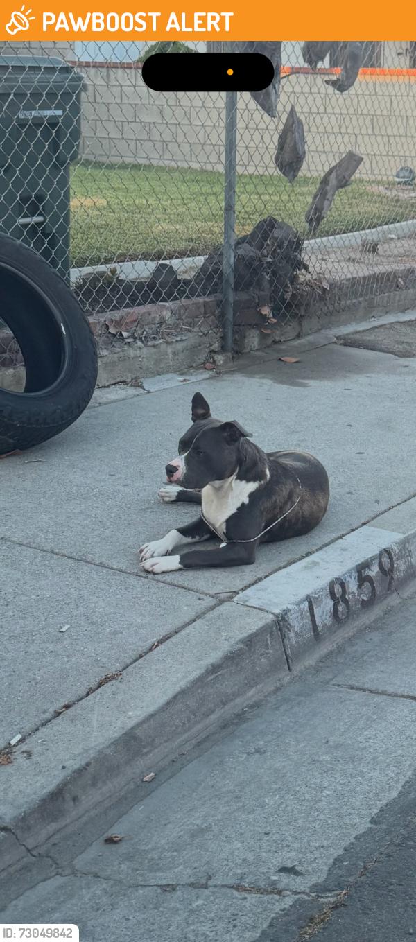 Found/Stray Female Dog last seen By florence and alameda , Florence-Graham, CA 90003