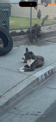 Found/Stray Female Dog last seen By florence and alameda , Florence-Graham, CA 90003