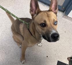 Shelter Stray Male Dog last seen Charlotte Street, BRONX, NY, 10457, 326 E 110th St, New York, NY 10029, USA