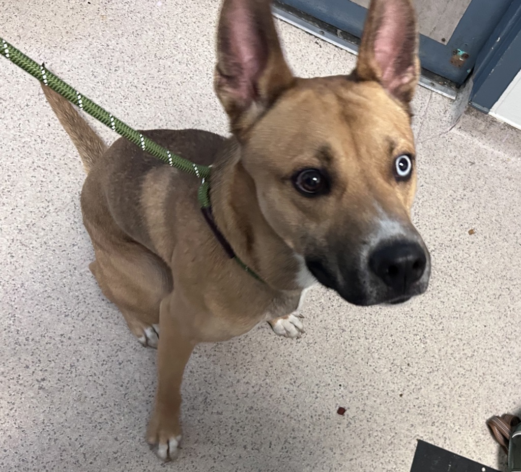 Shelter Stray Male Dog last seen Charlotte Street, BRONX, NY, 10457, 326 E 110th St, New York, NY 10029, USA