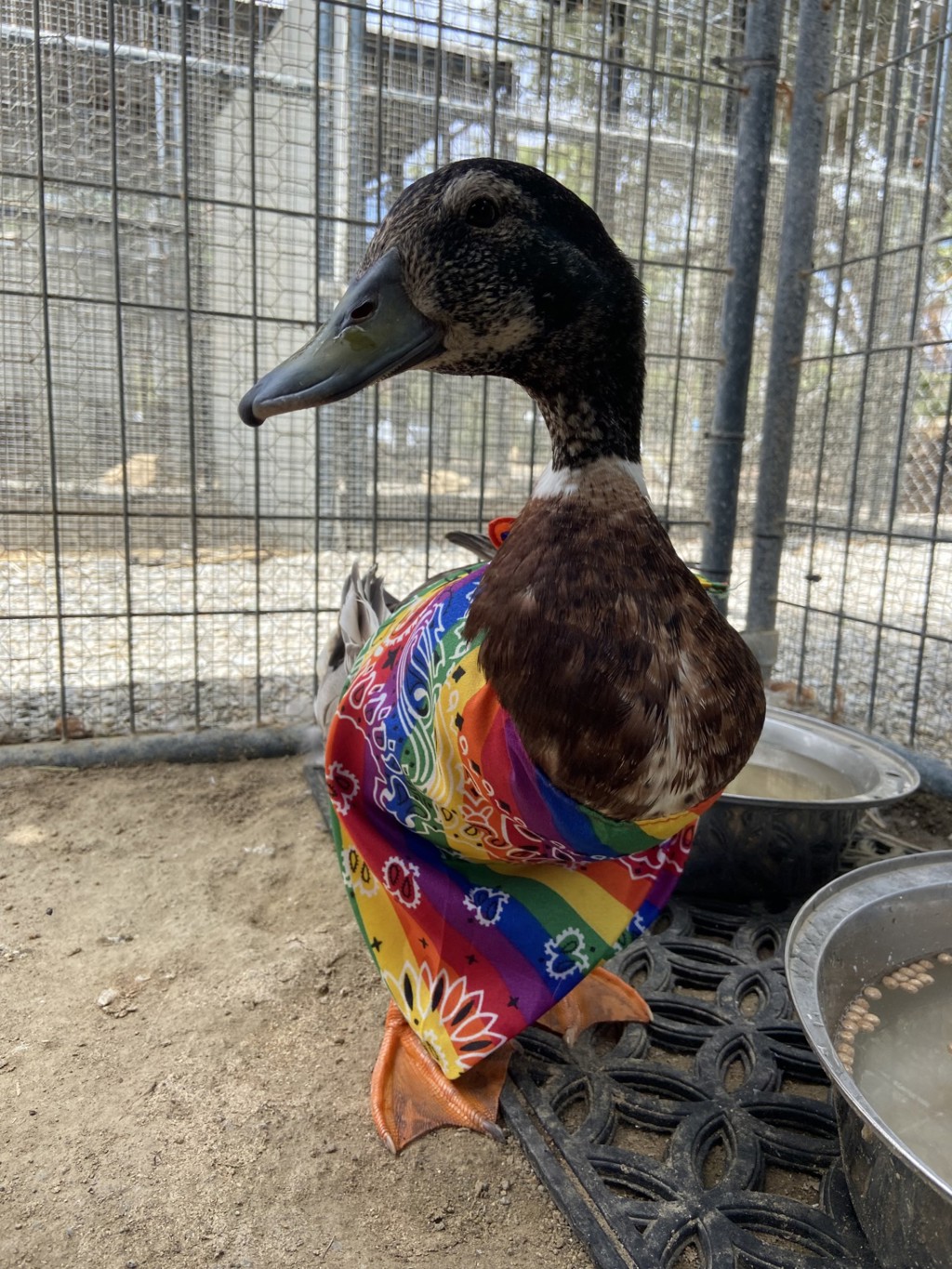 Shelter Stray Male Bird last seen Near Bear Valley Parkway, Escondido, CA, 92025, Escondido, CA 92027, USA