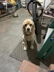 Found/Stray Male Dog last seen McPhail Farm & Rodney J Evans, Florala, AL 36442