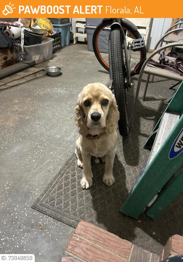 Found/Stray Male Dog last seen McPhail Farm & Rodney J Evans, Florala, AL 36442