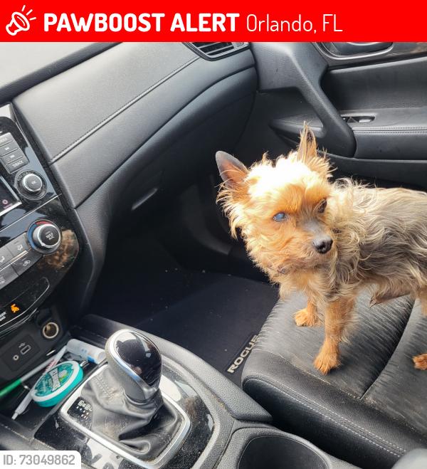 Lost Male Dog last seen Forsyth , Orlando, FL 32807