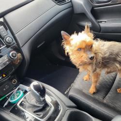 Lost Male Dog last seen Forsyth , Orlando, FL 32807