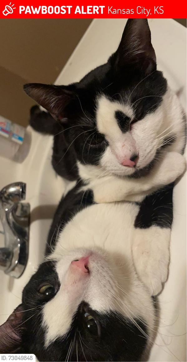 Lost Male Cat last seen Around Jc Harmon high school, Kansas City, KS 66106
