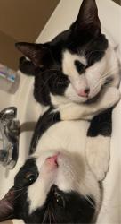 Lost Male Cat last seen Around Jc Harmon high school, Kansas City, KS 66106