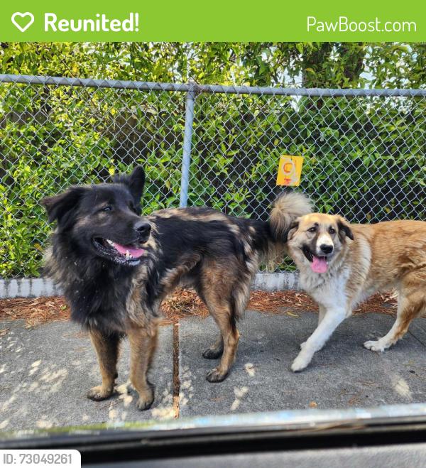 Reunited Unknown Dog last seen San Pablo Dam Rd and Valley View Rd, El Sobrante, CA 94803