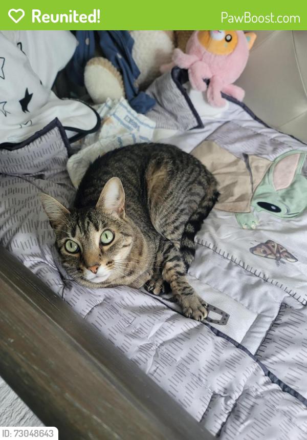 Reunited Male Cat last seen Shoal Creek Drive and beech bottom road, Laurel, MD 20724
