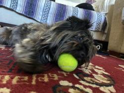 Reunited Male Dog last seen Elwood Smith Park, Rockville, MD 20852