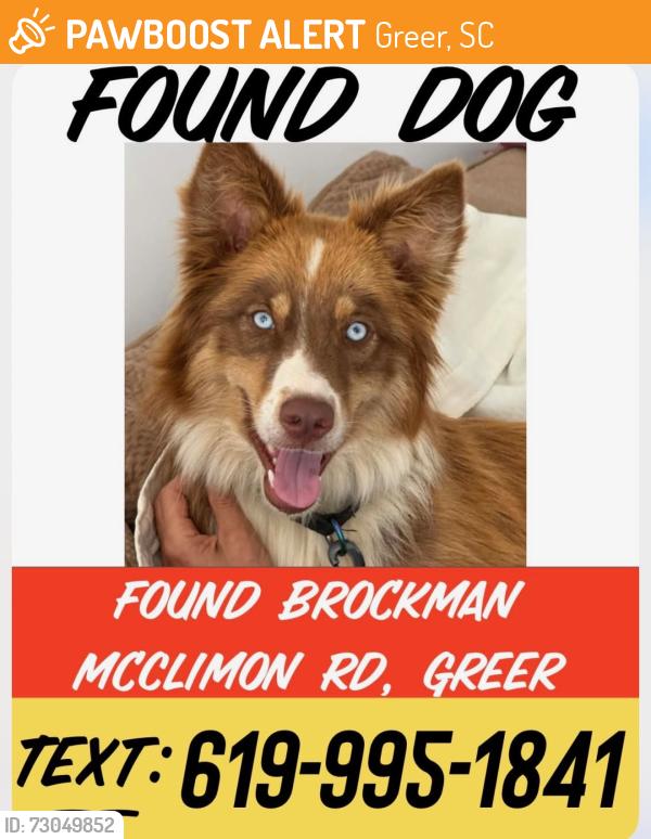 Found/Stray Female Dog last seen Site one landscape, Greer, SC 29651