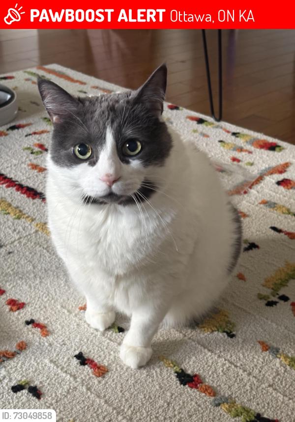 Lost Male Cat last seen Aquaview and Bois Vert, Ottawa, ON K4A