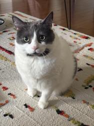 Lost Male Cat last seen Aquaview and Bois Vert, Ottawa, ON K4A