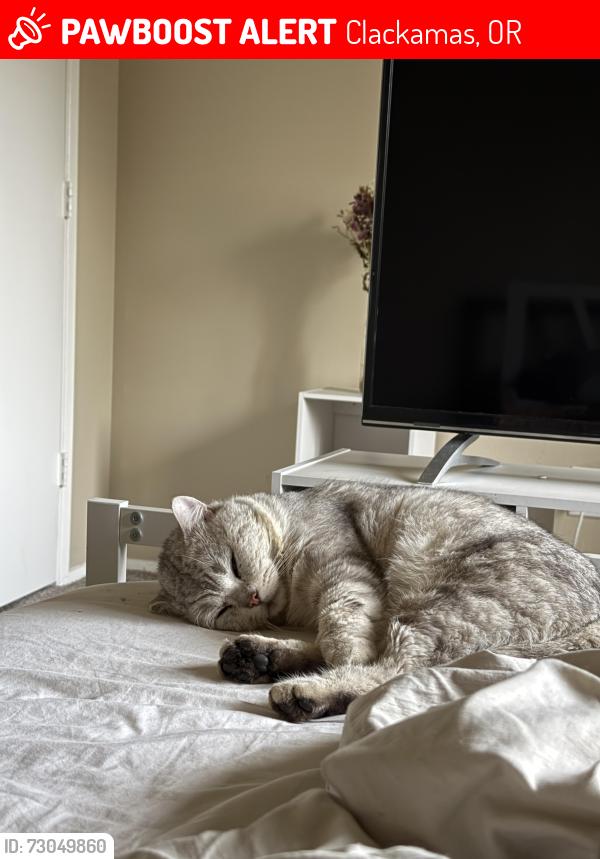 Lost Male Cat last seen Mount Talbert, Clackamas, OR 97015