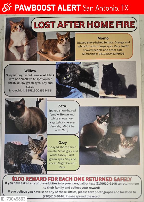 Lost Female Cat last seen Fredericksburg & Chambers , San Antonio, TX 78229
