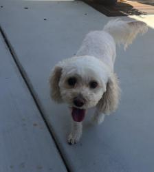 Found/Stray Female Dog last seen Joiner, Lincoln, CA 95648