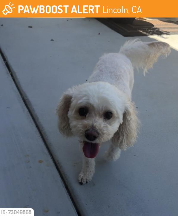 Found/Stray Female Dog last seen Joiner, Lincoln, CA 95648