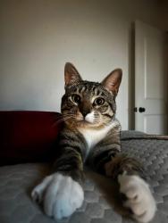 Lost Male Cat last seen Fieldspan road Duson, La, Duson, LA 70529
