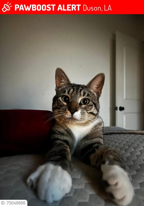 Lost Male Cat last seen Fieldspan road Duson, La, Duson, LA 70529