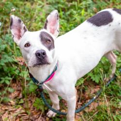Shelter Stray Female Dog last seen , 1901 N 31st Ave, Hattiesburg, MS 39401, USA