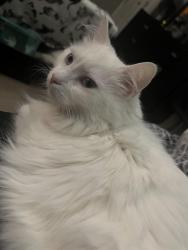 Lost Female Cat last seen Apt 3003, Knoxville, TN 37912
