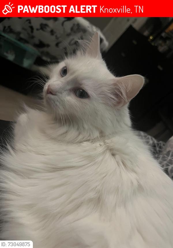 Lost Female Cat last seen Apt 3003, Knoxville, TN 37912