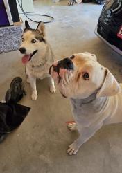Found/Stray Male Dog last seen Danbury and Century Ave, Hesperia, CA 92345