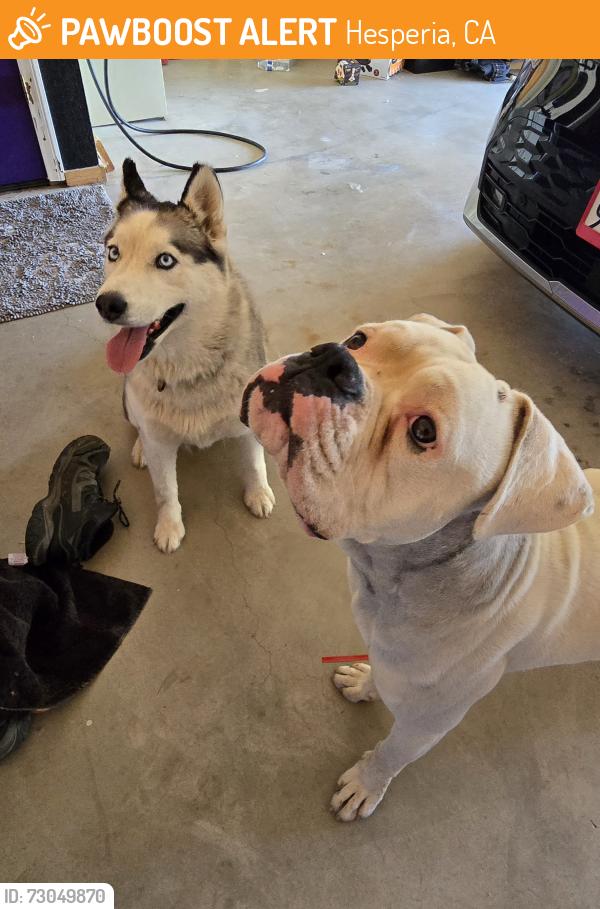 Found/Stray Male Dog last seen Danbury and Century Ave, Hesperia, CA 92345