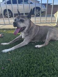 Found/Stray Male Dog last seen Washburn, North Las Vegas, NV 89081