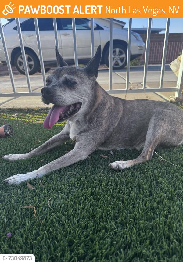 Found/Stray Male Dog last seen Washburn, North Las Vegas, NV 89081